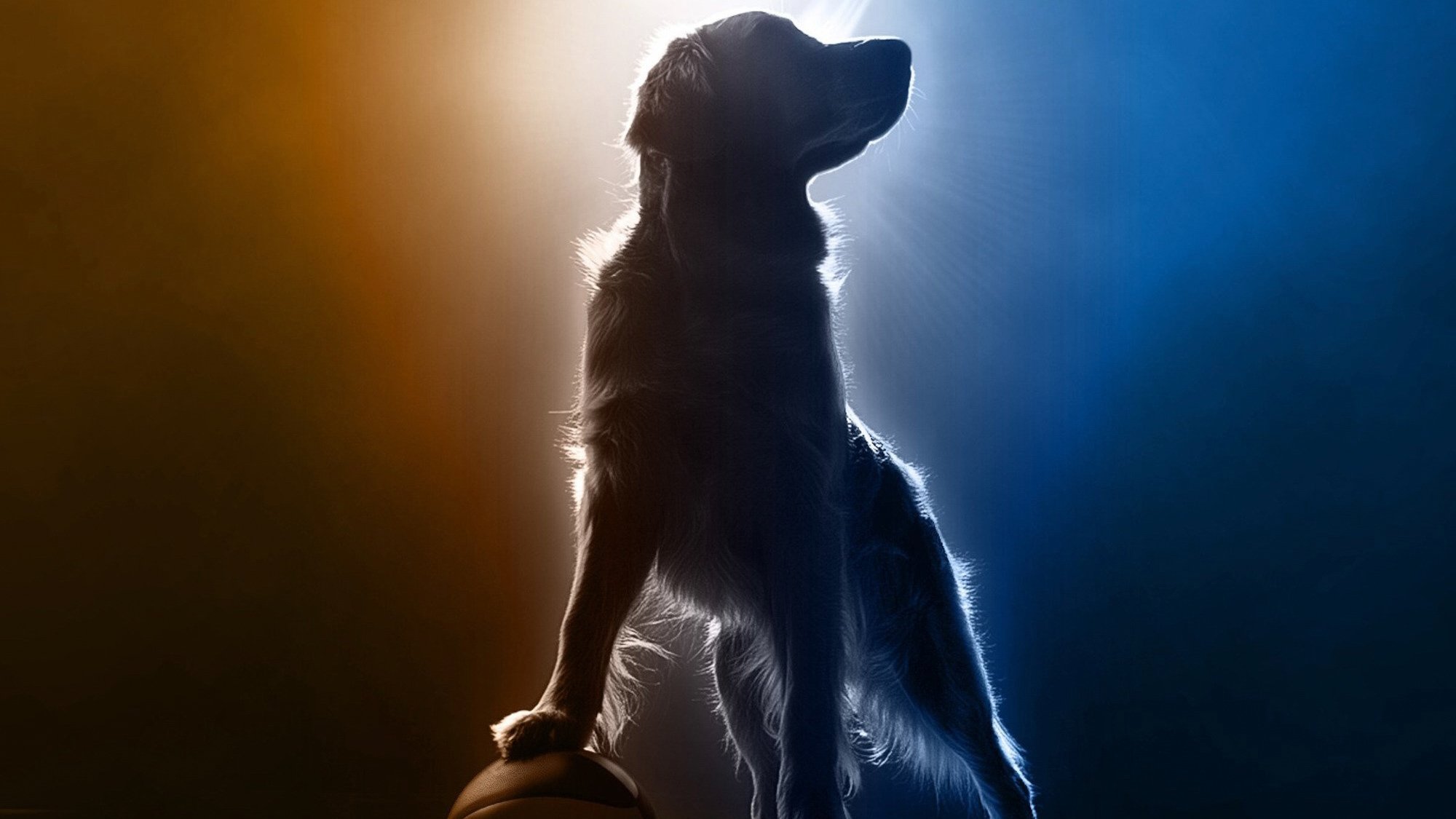 Air Bud Returns